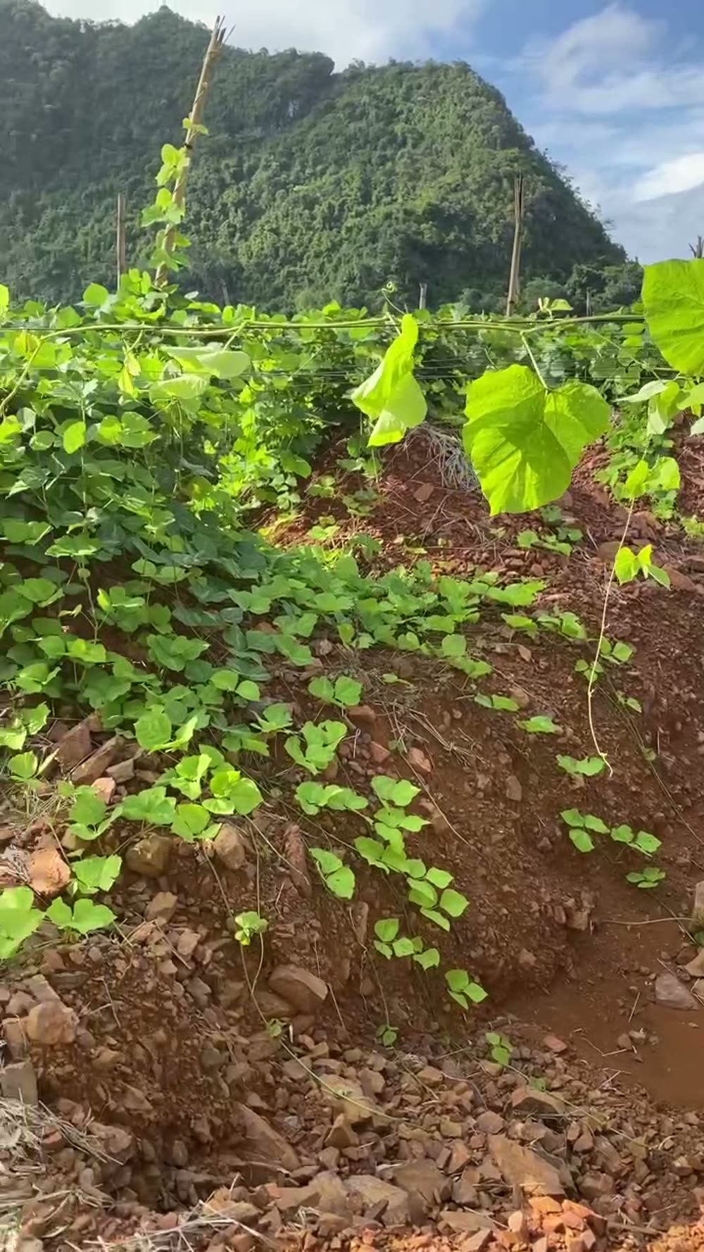 Vườn sắn dây nhà mình giữa vùng núi Lạng Sơn